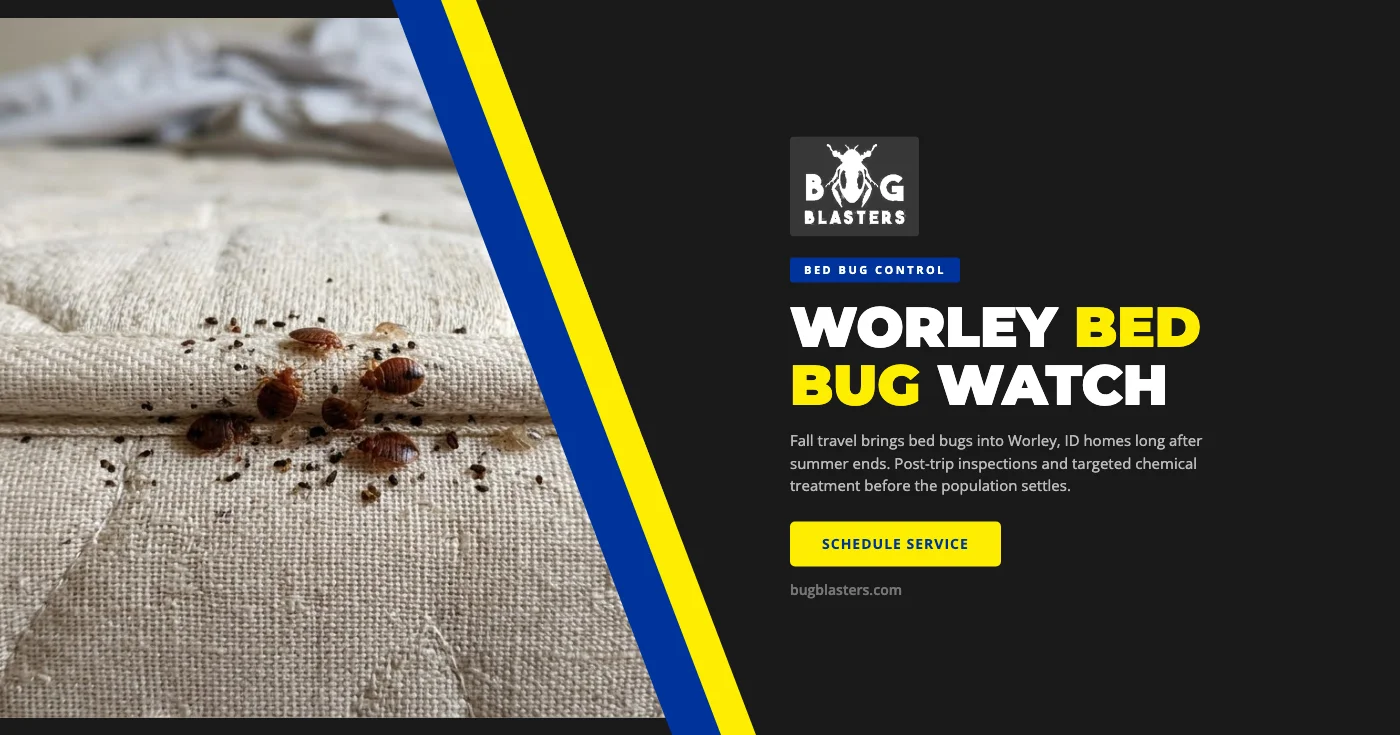 Bed Bug Season Doesn't End When Summer Does: A Guide for Worley, ID Homeowners