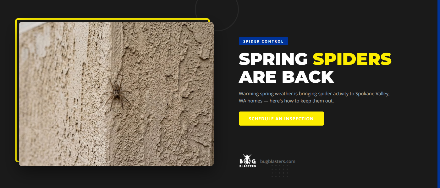 Spring spider prevention in Spokane Valley WA - hobo spider on rock retaining wall - Bug Blasters